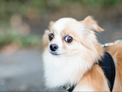 Chihuahua avec le regard sur le côté, manifestement apeuré.