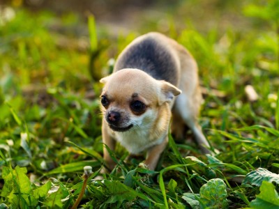 Chihuahua effrayé dans l'herbe
