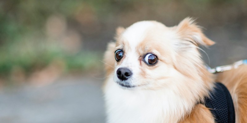 Chihuahua avec le regard sur le côté, manifestement apeuré.