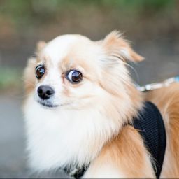 Chihuahua avec le regard sur le côté, manifestement apeuré.